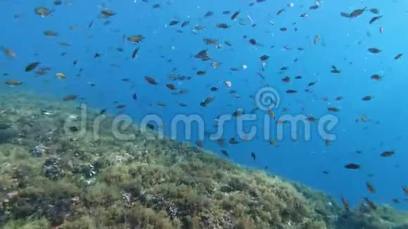 水下场景浅滩大坝马略卡潜水视频的预览图