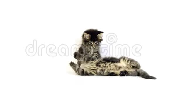 棕色斑纹斑纹斑纹缅因猫家庭猫小猫打白色背景诺曼底在法国视频的预览图
