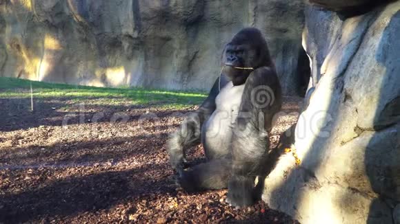 严重的银背大猩猩吃在绿草上视频的预览图