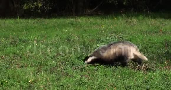 欧洲獾蜜瓜成人在草地上散步法国诺曼底慢动作视频的预览图