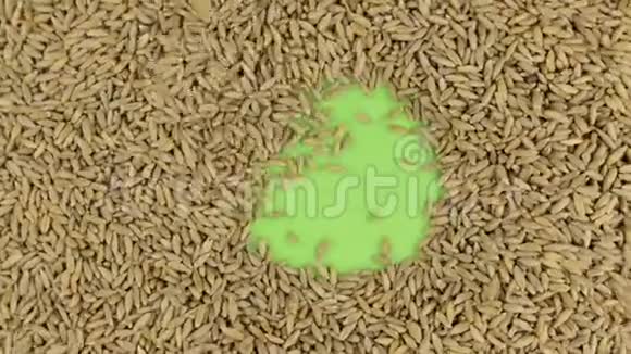 黑麦颗粒落在旋转的绿色屏幕上填充到一个完整的黑麦背景视频的预览图