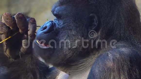 严重的银背大猩猩吃在绿草上视频的预览图