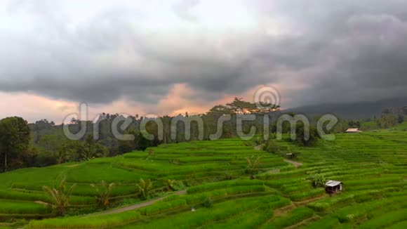 巴厘岛一个美丽的水稻梯田的空中拍摄医生向下移动视频的预览图