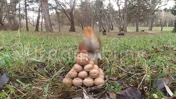 一只松鼠跑到一堆坚果前选择大坚果然后跑掉了视频的预览图