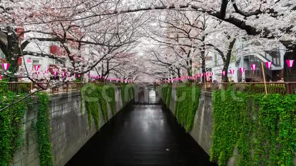 日本东京梅古罗河樱花盛开的时间流逝视频的预览图