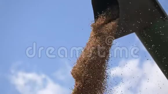 小麦或玉米粒从组合螺旋下降视频的预览图
