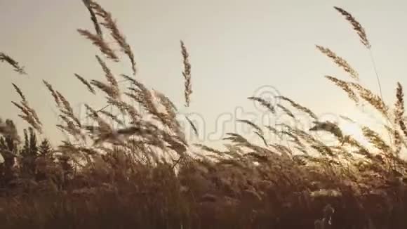 美丽的夕阳下美丽的春草视频的预览图