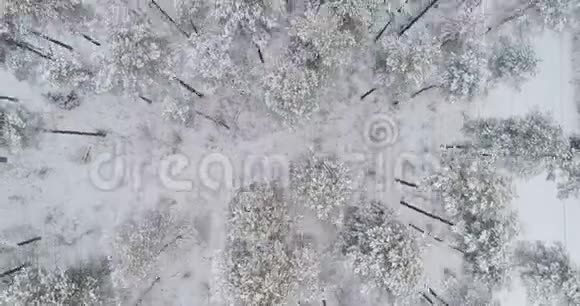 北部冬季森林上空的空中飞行视频的预览图