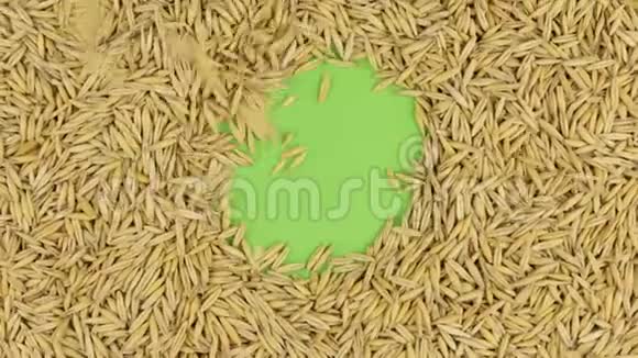 燕麦颗粒落在旋转的绿色屏幕上填充到一个完整的燕麦背景视频的预览图