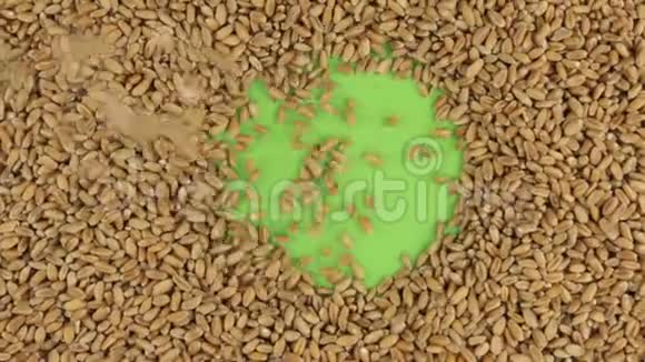 小麦颗粒落在旋转的绿色屏幕上填满一个完整的小麦背景视频的预览图