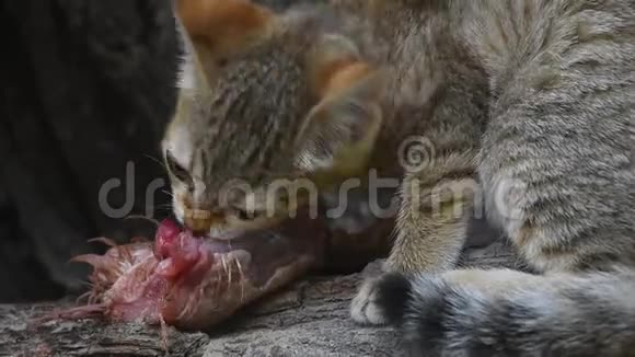 阿拉伯野猫小猫吃鸡肉视频的预览图