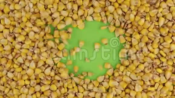 玉米粒落在旋转的绿色屏幕上填满一个完整的玉米背景视频的预览图