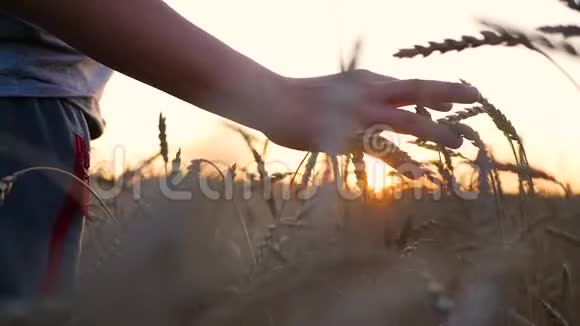 一只手摸着田里的麦穗阳光透过你的手指日落视频的预览图