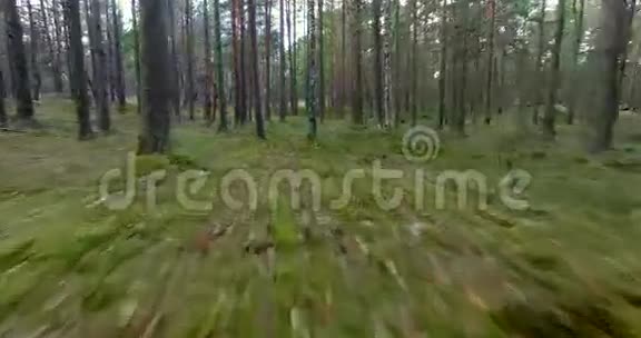 穿过森林视频的预览图