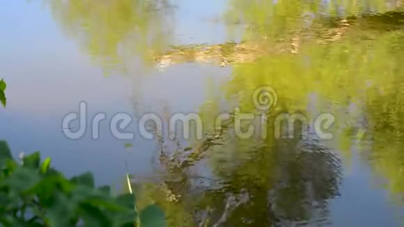河水的流动反映了周围的树木视频的预览图