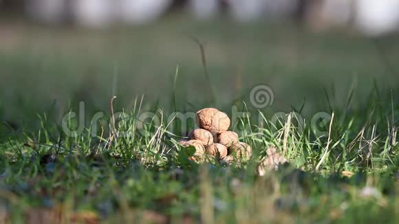 一只松鼠跑到一堆坚果前选择大坚果然后跑掉了视频的预览图
