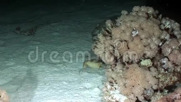 黄箱鱼科鱼类其斑点隐藏在红海珊瑚中视频的预览图