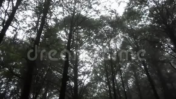 台湾阿里山风景区柏树树冠透过森林阳光灿烂视频的预览图