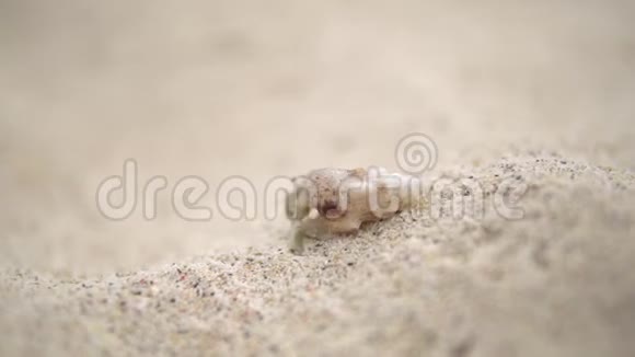 一只小螃蟹和小房子在海滩上散步视频的预览图