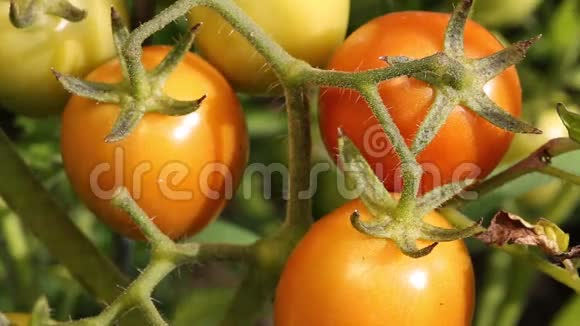 番茄在树枝上成熟视频的预览图