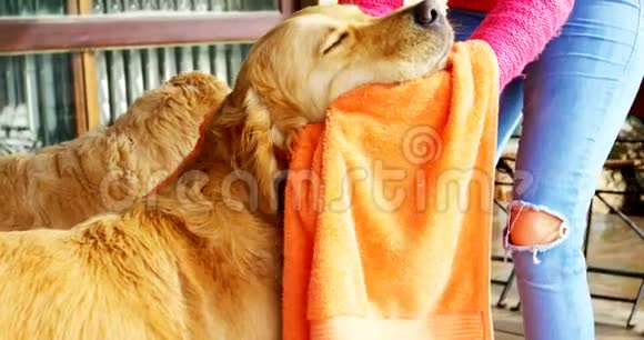 女人用毛巾擦拭她的狗视频的预览图