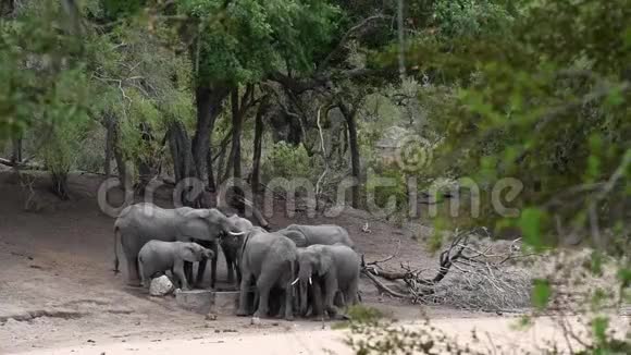 一群非洲象喝酒视频的预览图