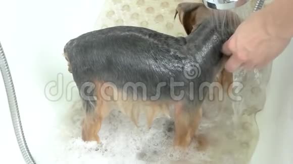 狗在慢动作中洗澡视频的预览图