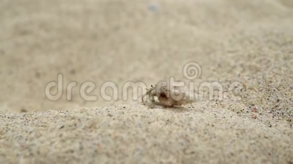 近距离拍摄小隐士蟹在海滩散步视频的预览图