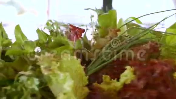 薄荷和生菜与菠菜视频的预览图