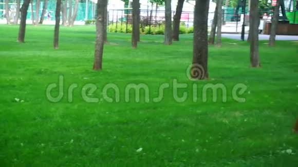 公园里绿树成荫的草坪视频的预览图