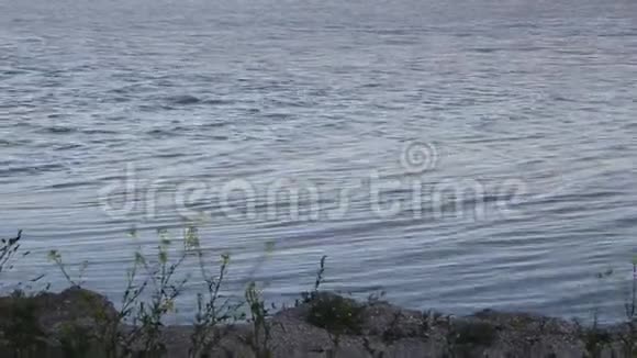 晚上在湖边沙滩马丁斯飞过水面视频的预览图