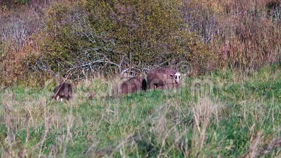 绵羊在草地上吃草视频的预览图