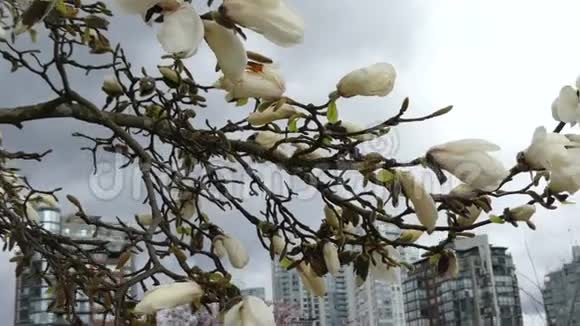 木兰树开现代建筑春天视频的预览图