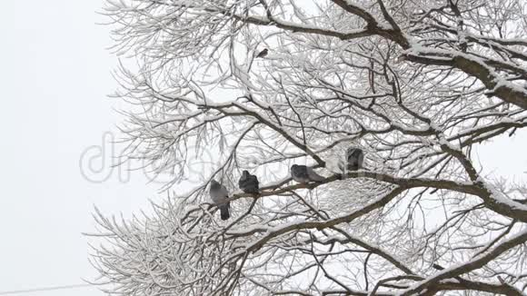 鸽子坐在冬天森林里的一棵树上视频的预览图