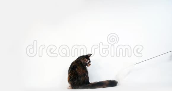 BrownTortieBlockTabby和WhiteMaineCoon家庭猫女子对白背景比赛法国诺曼底超级视频的预览图