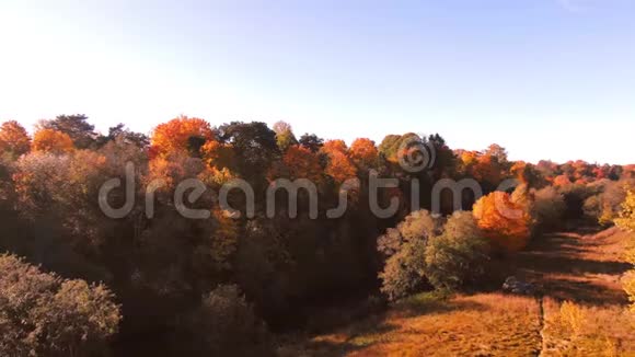 史诗般的飞越秋天的弗雷斯特五颜六色的树木无人机空中视频的预览图