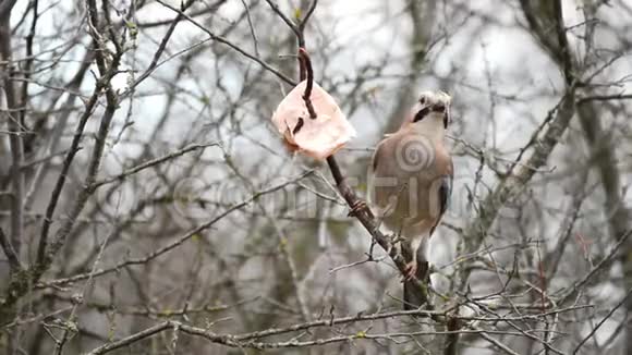 欧亚大陆座在树枝上啄食脂肪视频的预览图