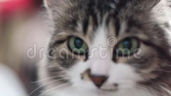 一只悲伤的灰色小猫的特写剪辑托比猫脸的特写福纳的背景关闭GrayTabby的俯视图视频的预览图