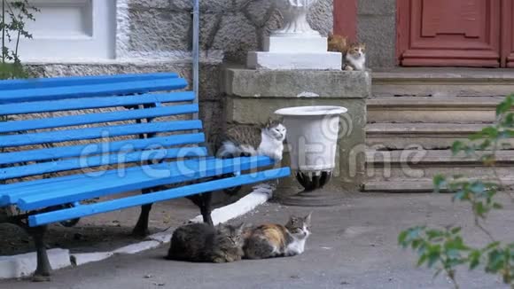 许多流浪猫坐在公园的长凳附近视频的预览图