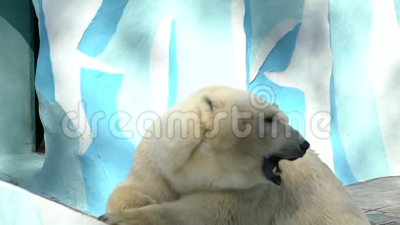 北极熊在动物园慢动作北极熊游泳一只顽皮的北极熊喜欢视频的预览图
