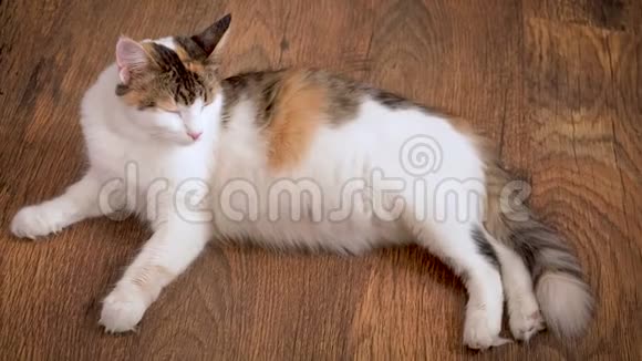 怀孕的猫躺在木地板上怀孕最后一个学期的猫怀着大肚子的印花棉布猫视频的预览图