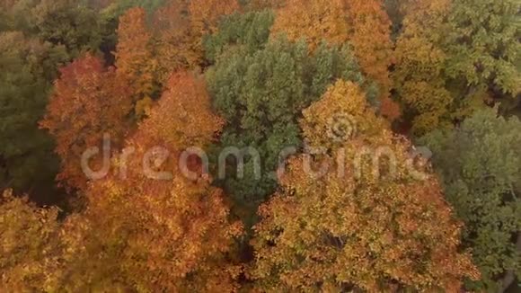 史诗般的飞越秋天的弗雷斯特五颜六色的树木无人机空中视频的预览图