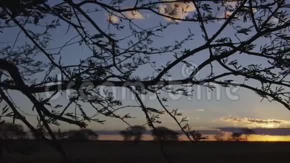 日落时被剪下的树木视频的预览图