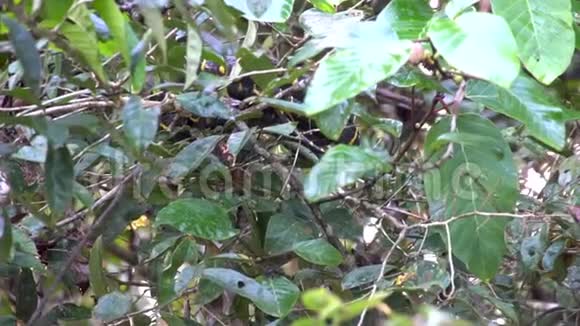红树林蛇形树枝视频的预览图