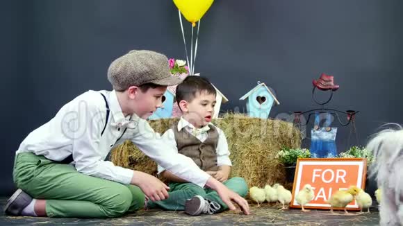 村里穿着时髦的男孩玩小鸭子和小鸡有专题装饰的工作室视频一个盘子视频的预览图