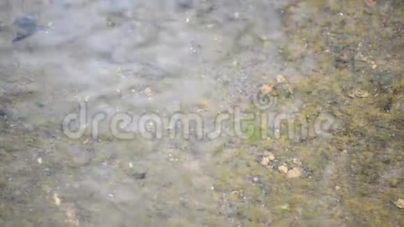 水在浅水中流动视频的预览图