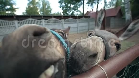 两只驴做滑稽的脸看着镜头视频的预览图