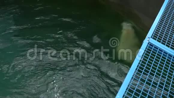 北极熊在动物园慢动作北极熊游泳一只顽皮的北极熊喜欢视频的预览图