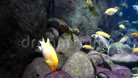 蓝色海水的美丽热带鱼运动视频的预览图