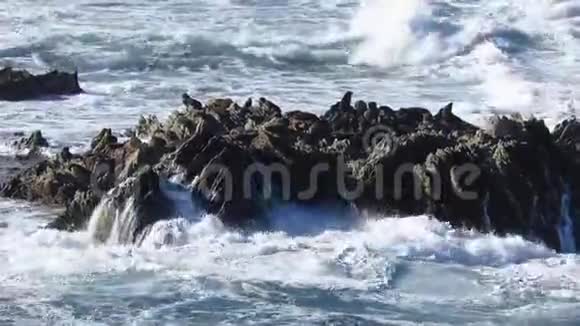 海中岩石上的海豹视频的预览图
